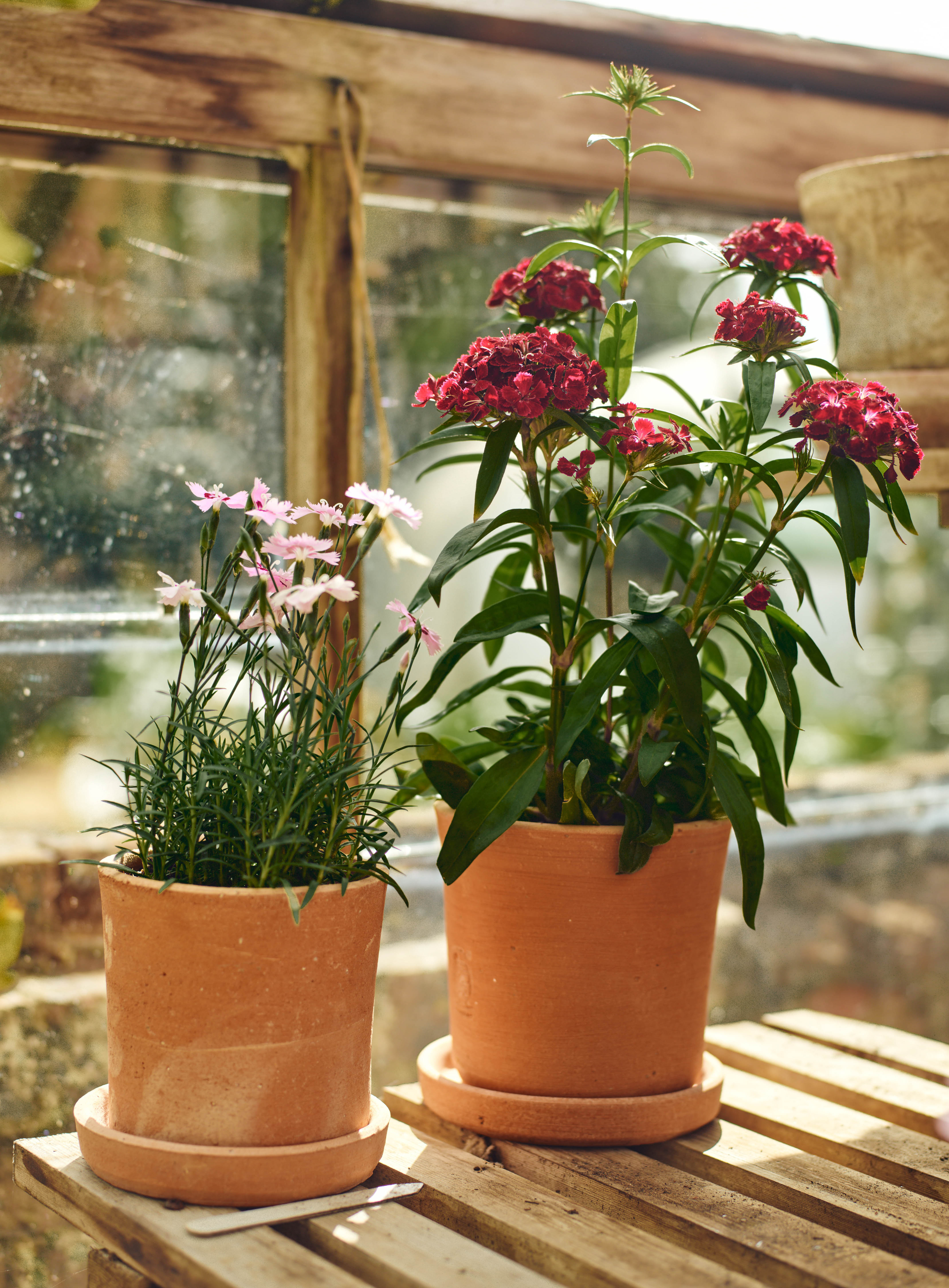 house plants in terracotta pots magnuson Minos Terracotta Pots, Set of Three