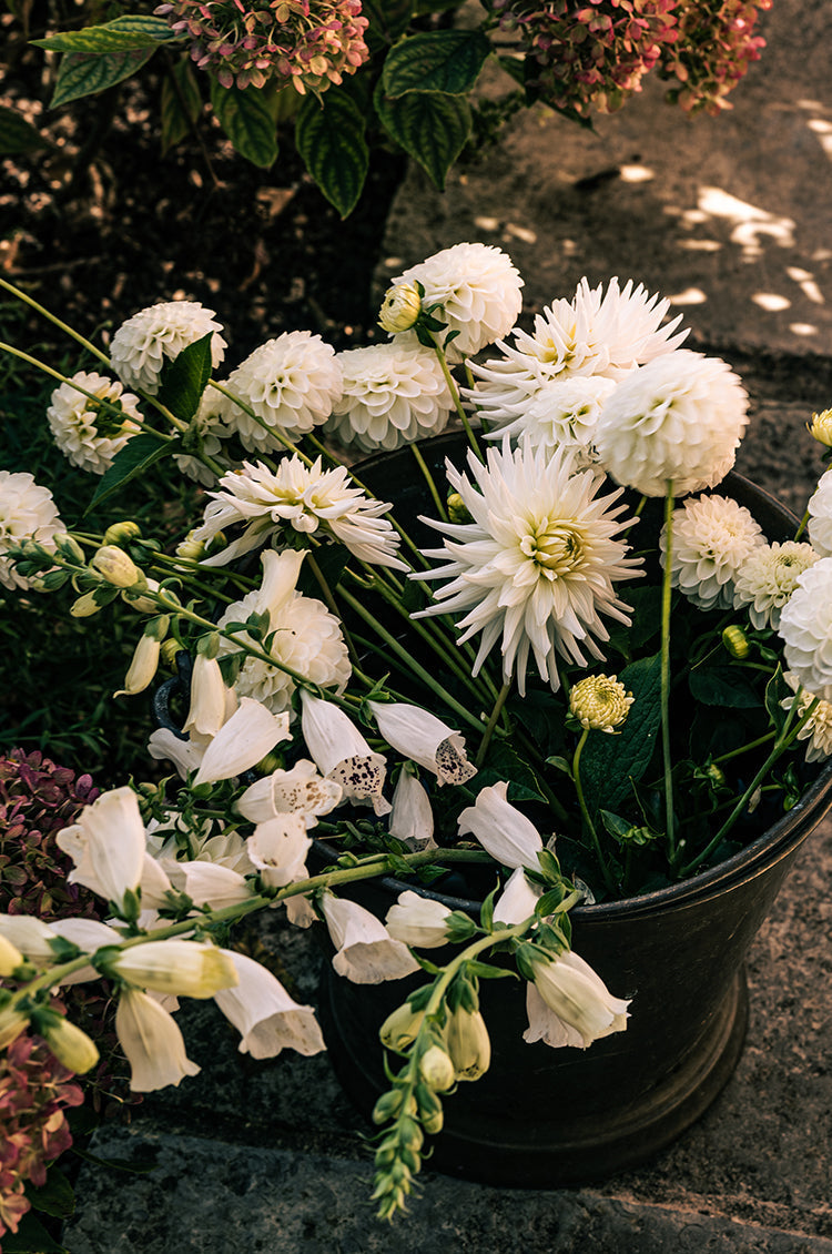 In the Autumn Garden