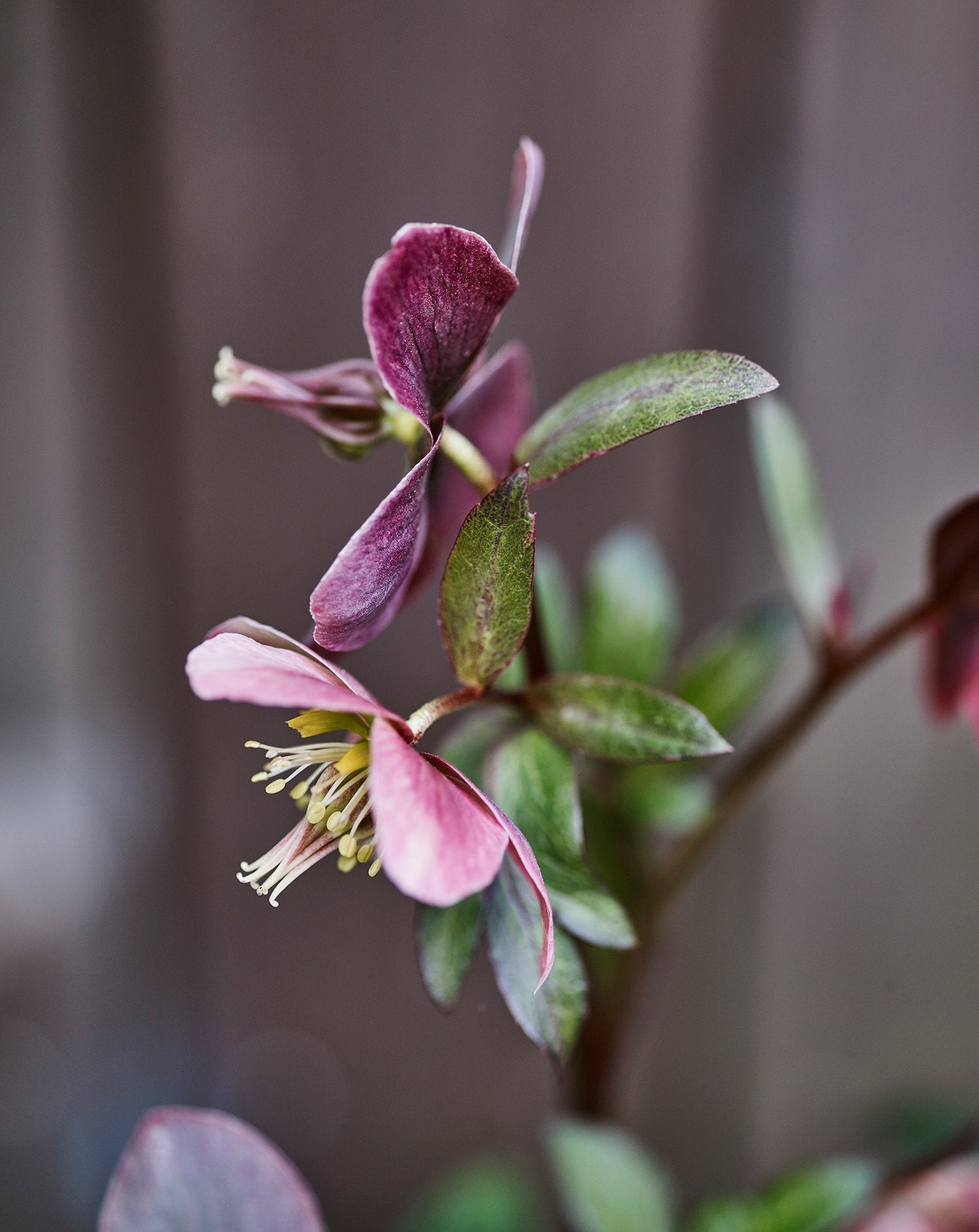 The Hardy Hellebore