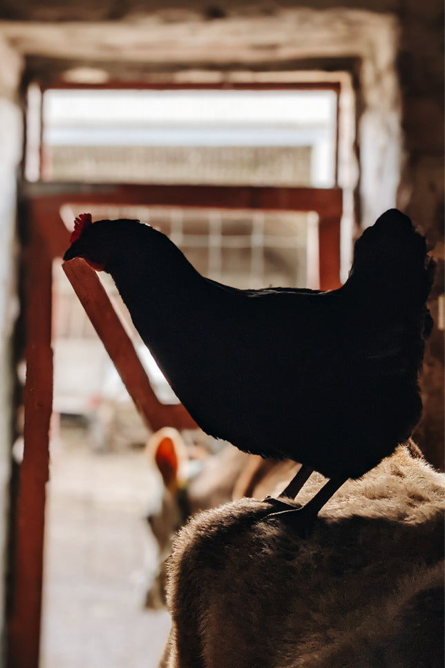 Hen-Keeping and Egg-Collecting