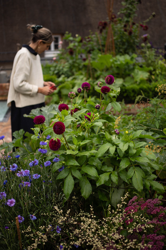 An Autumn Garden Study